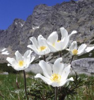 /album/ubytovanie-sk/webnode1or-jpg/